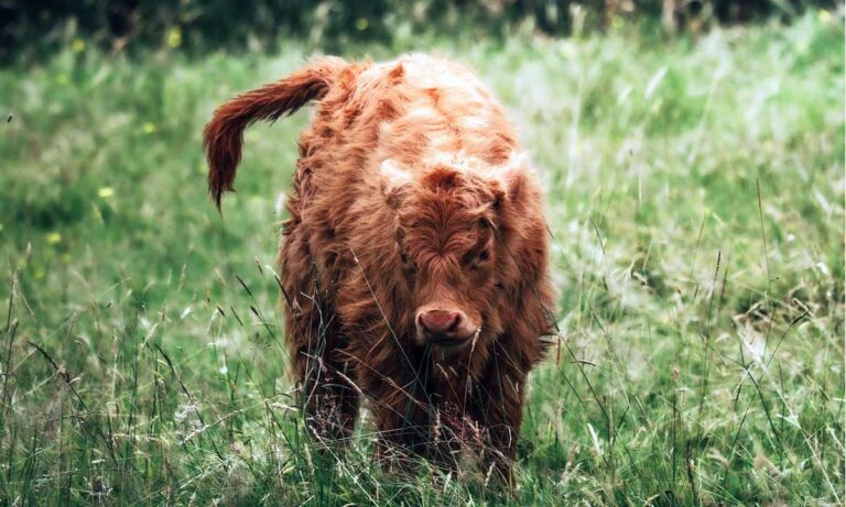 Schotse Hooglander jong
